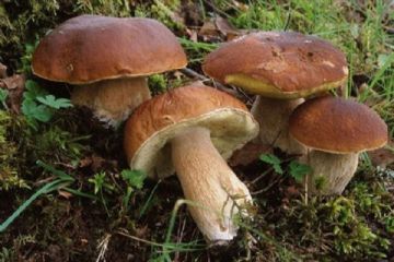 Rilascio tesserino funghi 2025